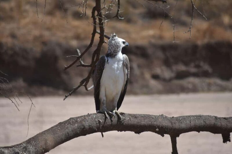 7 Days Comfort Mid-range Safari 3 Nights Serengeti - Authenticity and Experience