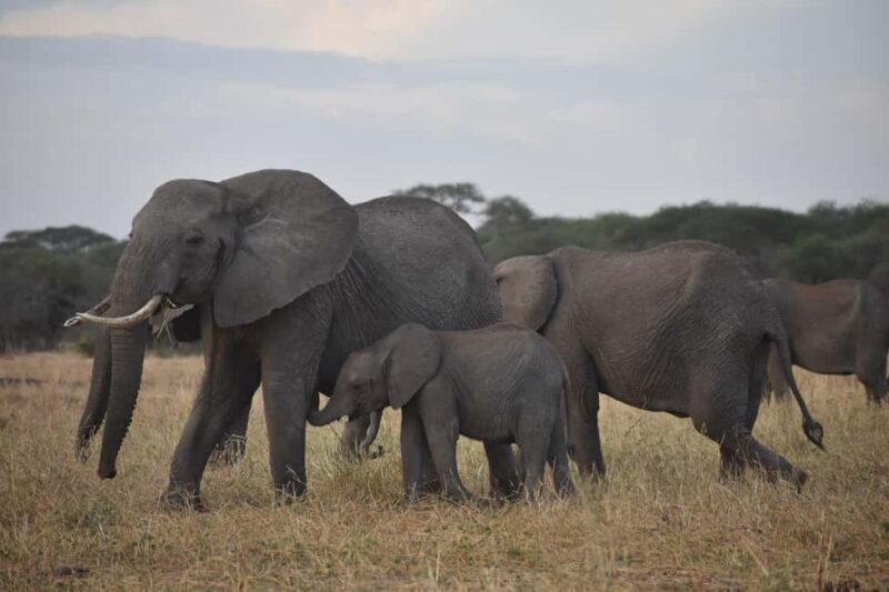 7 Days Comfort Mid-range Safari 3 Nights Serengeti - The Sum Up