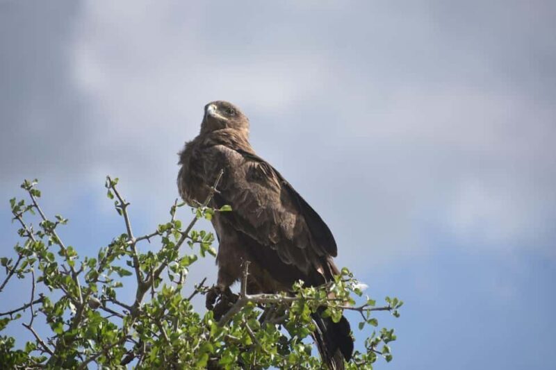 7 Days Comfort Mid-range Safari 3 Nights Serengeti - FAQs