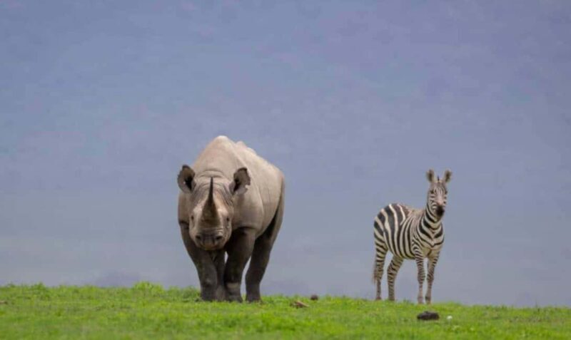 7 Days Discover Kenya Safari - Introduction: Why Consider This 7-Day Kenyan Safari?