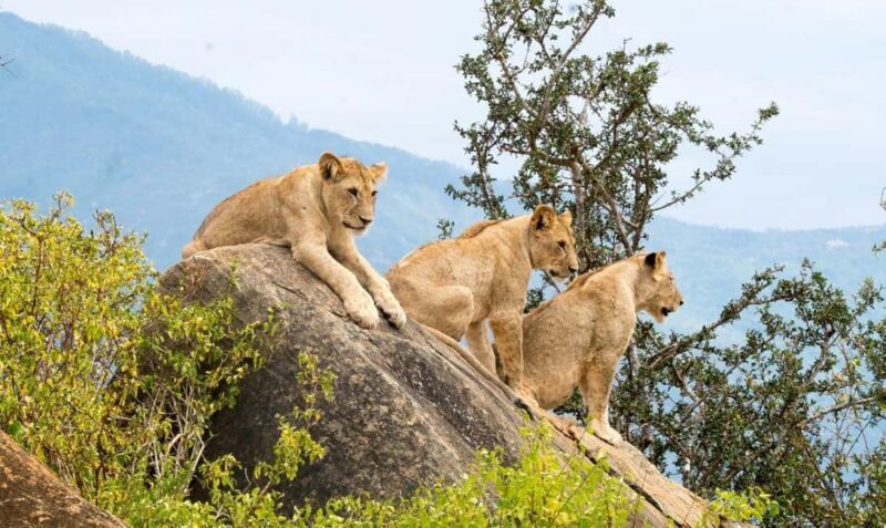 7 Days Discover Kenya Safari - Final Thoughts: Who Is This Safari For?