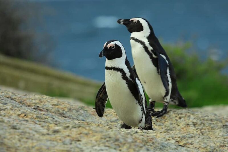 7 Days Durban to Cape Town with game safari and hiking - Practical Tips for Travelers