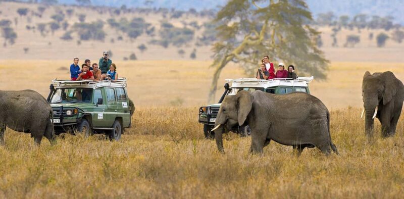 7 Days Elephant Safari Experience on 4x4 Landcruiser Jeep - Final Thoughts: Who’s This Tour Best For?