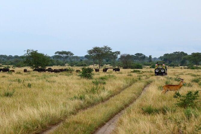 7 Days Flying Gorillas and Wildlife Safari Uganda Private Tour - Analyzing the Itinerary