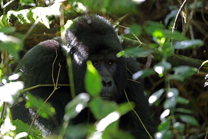 7 Days Flying Gorillas and Wildlife Safari Uganda Private Tour - Final Thoughts