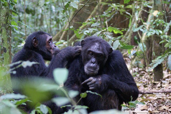 7 Days Fort Portal Culture Tour Western Uganda - The Sum Up