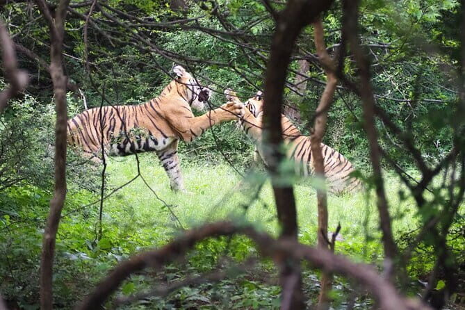 7 Days Golden Triangle Tour with Ranthambore Delhi Agra & Jaipur - Introduction
