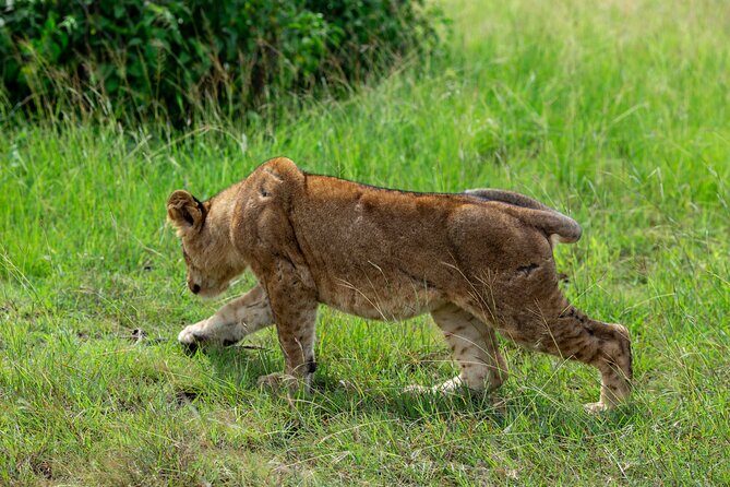 7 Days Gorilla and Chimpanzee safari in Uganda - A Closer Look at the Itinerary
