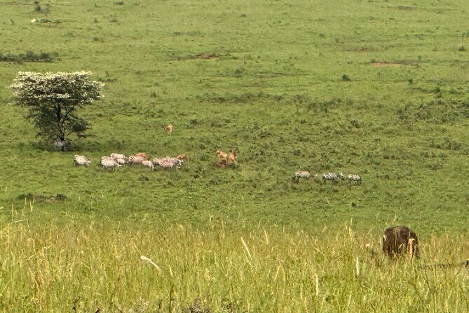 7 Days Gorilla and Chimpanzee safari in Uganda - Frequently Asked Questions