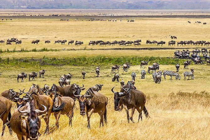 7 days great migration safari - Transportation and Comfort