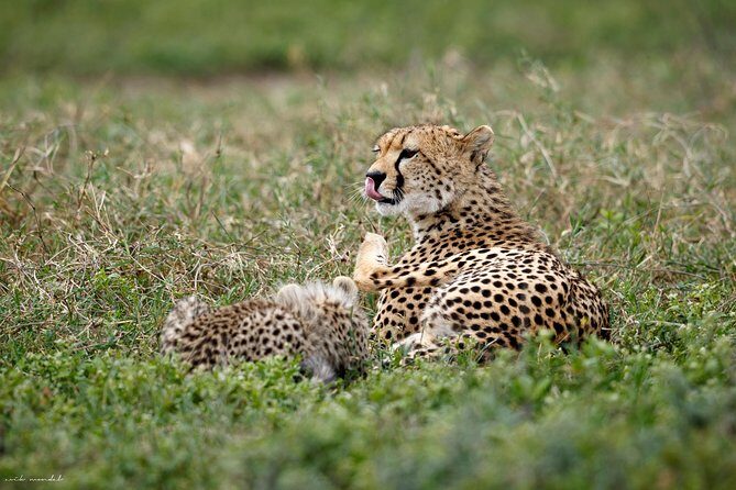 7 Days Great Wildebeest Migration Mara River Crossing - The Price and What It Buys