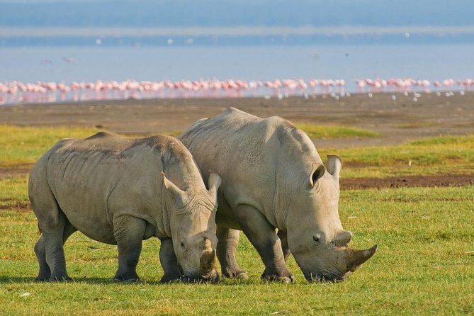 7 days Group Safari Masai Mara Lake Nakuru Hells gate & Amboseli - A Detailed Look at What You Can Expect