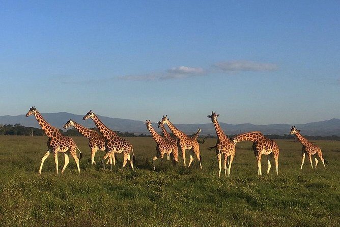 7 days Group Safari Masai Mara Lake Nakuru Hells gate & Amboseli - Who This Tour Is Best For