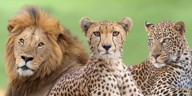 7 Days Highlight Of Kenya Urban & Bush Safari - Key Points