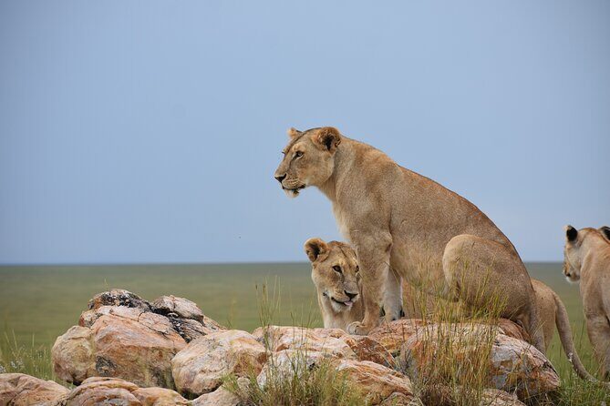 7 Days Highlight of Tanzania Mid-Range Standard - Key Points