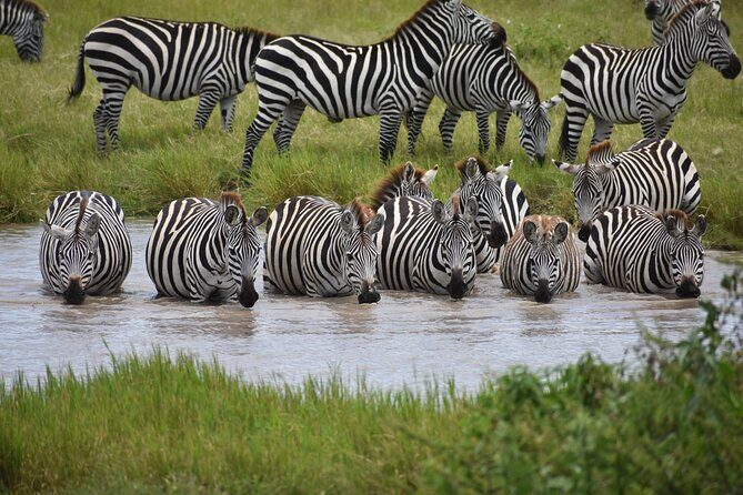 7 Days Highlight of Tanzania Mid-Range Standard - A Detailed Look at What This Safari Offers