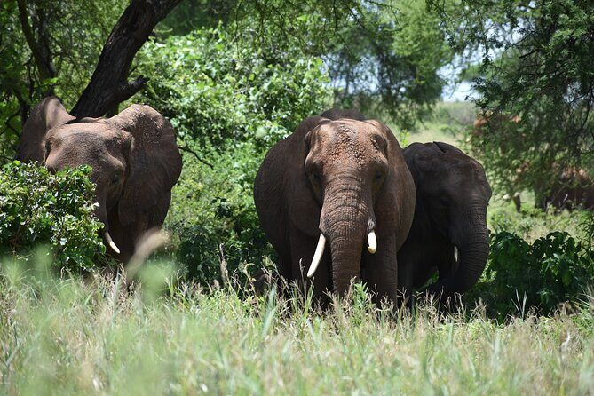 7 Days Highlight of Tanzania Mid-Range Standard - The Sum Up