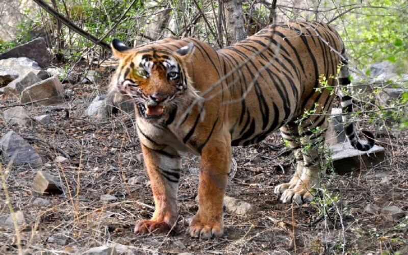 7 days india Taj Mahal tour with ranthambore tiger safari - Verdict: Who Will Love This Tour?