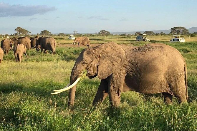 7 Days Into the Wild Wonder : Lodge Safari with Private 4x4 JEEP - Climbing into Amboseli National Park