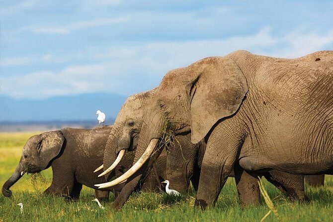 7 Days Into the Wild Wonder : Lodge Safari with Private 4x4 JEEP - Fully Exploring Amboseli