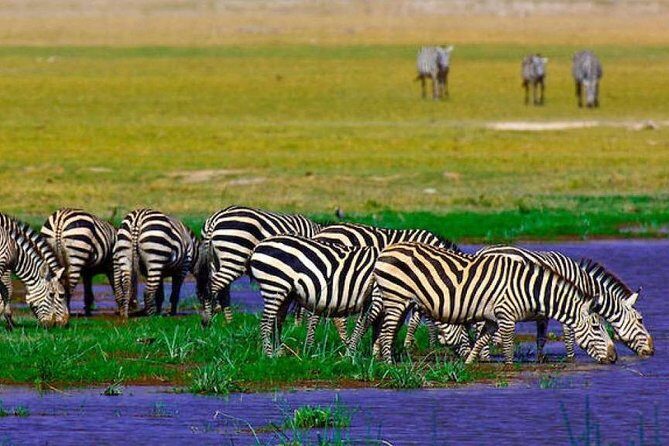 7 Days Into the Wild Wonder : Lodge Safari with Private 4x4 JEEP - Wrapping Up & Returning to Nairobi