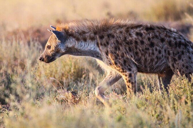 7 Days Journey of the Wildebeest  Luxury Holidays Serengeti - Overview of the Experience