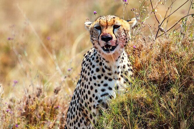 7 Days Journey of the Wildebeest  Luxury Holidays Serengeti - The Experience: What Sets This Safari Apart