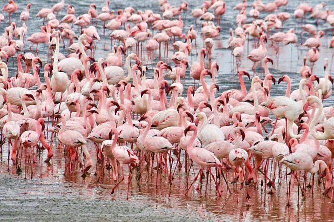 7 Days Kenya Tour Budget Safari - Key Points