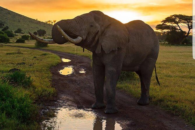 7 Days Kenya Tour Budget Safari - An Honest Breakdown of the Tour Experience