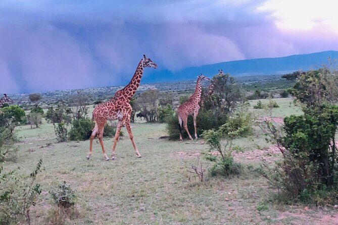7 Days Kenyan Safaris - Introduction: Who This Safari Is For