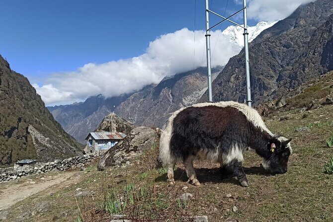 7 Days Langtang Valley Trek from Kathmandu - The Itinerary in Detail