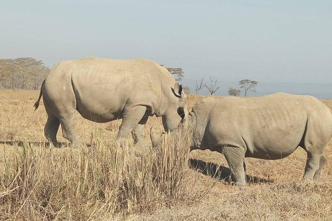 7 Days maasai mara - lake nakuru - lake naivasha- amboseli safari. - The Real Value Behind the Tour