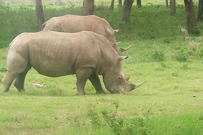 7 Days maasai mara - lake nakuru - lake naivasha- amboseli safari. - Final Thoughts