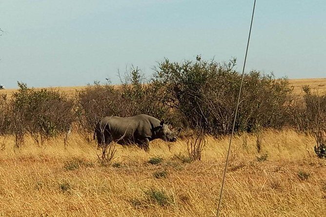 7 Days maasai mara - lake nakuru - lake naivasha- amboseli safari. - FAQs