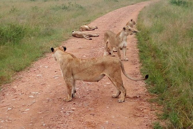 7 Days Maasai Mara, Lakes Nakuru, Naivasha & Amboseli Group Tour - Who is This Tour Best For?
