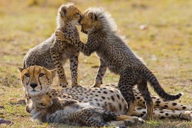 7 Days Maasai Mara National park , Amboseli parks and Nakuru safaris - Key Points