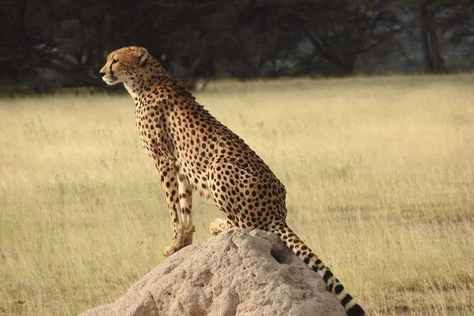 7 Days Maasai Mara National park , Amboseli parks and Nakuru safaris - FAQ