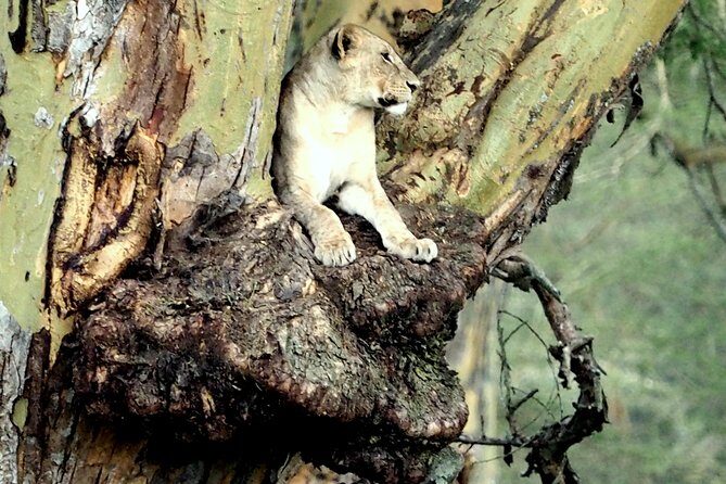 7 Days Masai Mara / Lake Nakuru / Lake Naivasha / Amboseli - Practicalities and Considerations