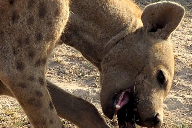 7 Days Masai Mara / Lake Nakuru / Lake Naivasha / Amboseli - Who Is This Tour Best For?