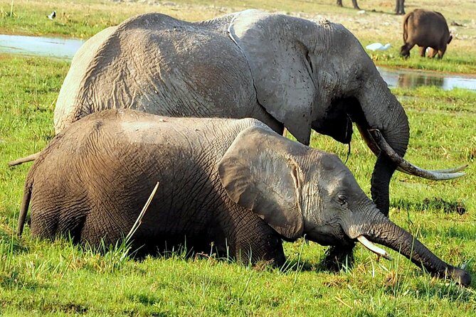 7 Days Masai Mara / Lake Nakuru / Lake Naivasha / Amboseli - Final Thoughts