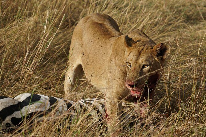 7 Days Migration Crossing in Mara River Northern Serengeti - Final Thoughts