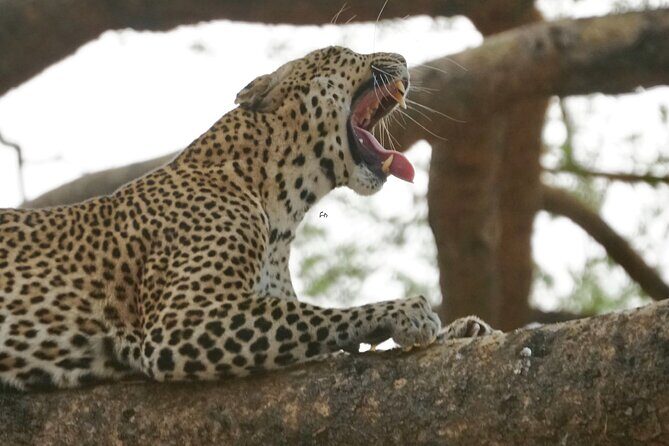 7 Days murchison falls with chimp and gorilla safari - Key Points