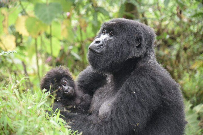 7 Days murchison falls with chimp and gorilla safari - An In-Depth Look at the 7-Day Uganda Safari