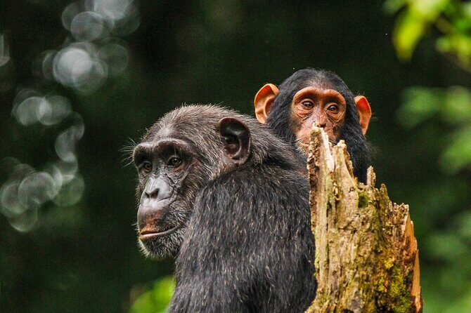 7 Days murchison falls with chimp and gorilla safari - The Sum Up