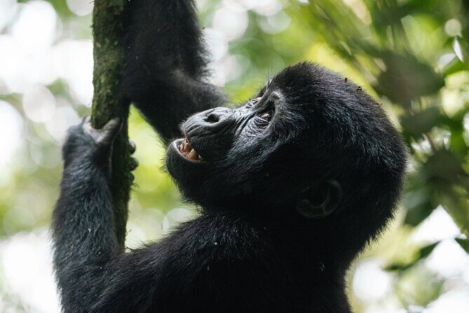 7 Days murchison falls with chimp and gorilla safari - FAQ