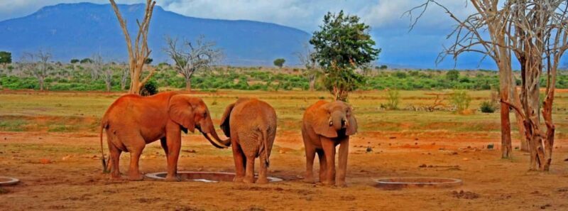 7 Days Ngorongoro, Serengeti Lake Manyara With Hadzabe Tribe - The Sum Up: Who Will Love This Tour?