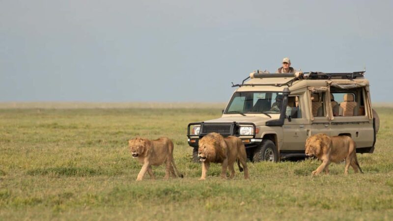 7 Days Ngorongoro, Serengeti Lake Manyara With Hadzabe Tribe - Key Points