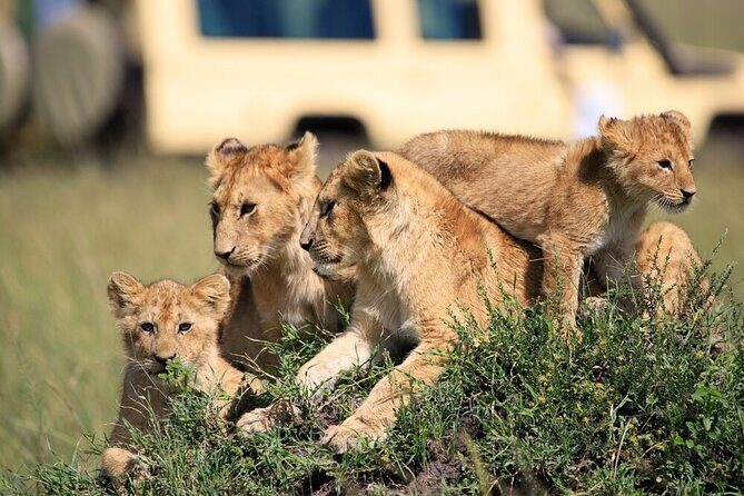 7 Days of Elephants, Rhinos & Big Five: The Best of Kenya Safari - An In-Depth Look at the 7-Day Kenya Safari
