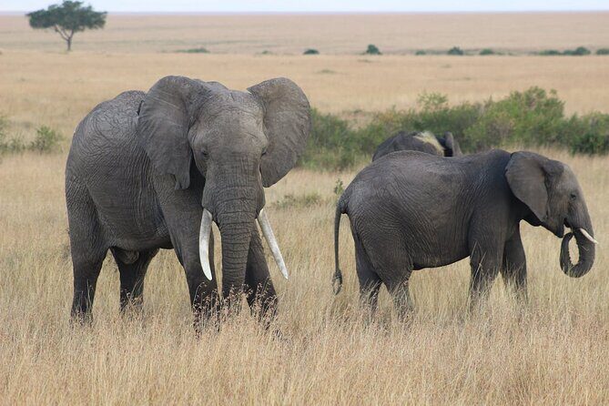 7 Days of Kenyan Wonders: A Mid-Range Safari Adventure - Introduction: What’s This Safari About?