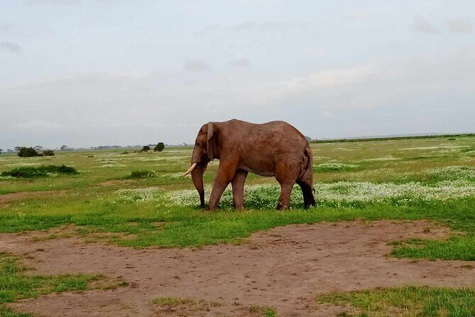 7 Days of Kenyan Wonders: A Mid-Range Safari Adventure - What This Tour Means for You